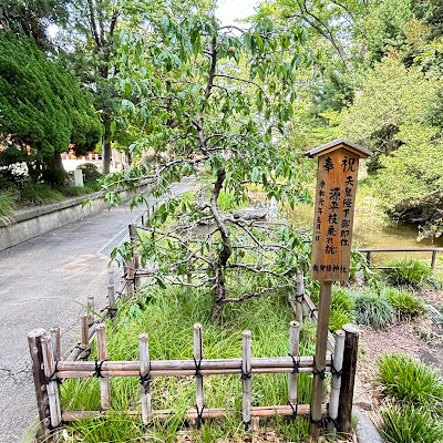 源平枝垂れ桃 사진 2