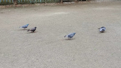 Yanagibashi Park 사진 2