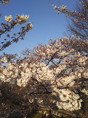 Namiki 4-chome Park 사진 4