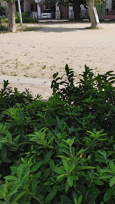 Shibanakadanishi Park 사진 2