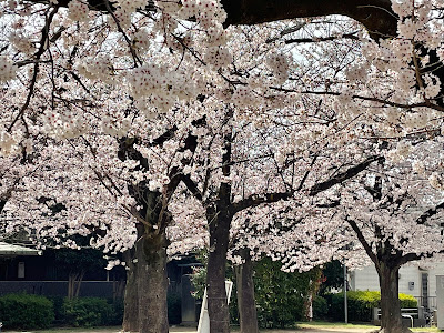 Numa Park 사진 3