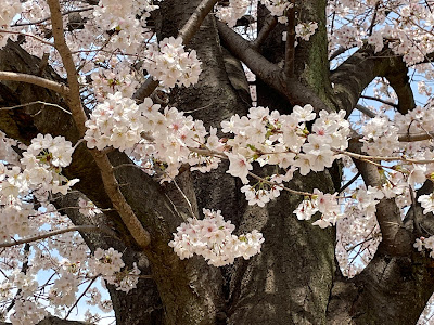 Numa Park 사진 4