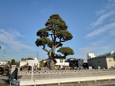 西福寺のタブノキ 사진 2