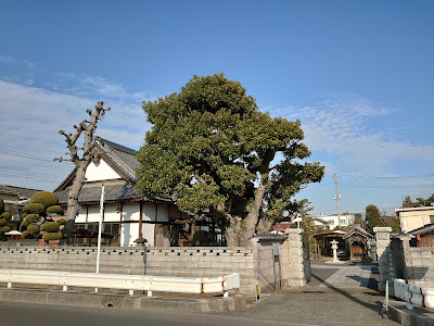 西福寺のタブノキ 사진 4