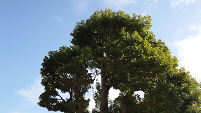 西福寺のタブノキ 사진 3