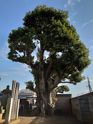 西福寺のタブノキ 사진 5