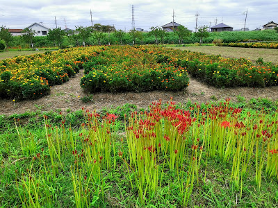 Nakagawa Yashio Flower Park 사진 4
