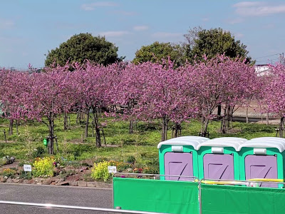 Nakagawa Yashio Flower Park 사진 2