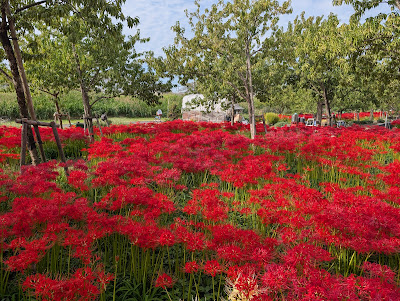 Nakagawa Yashio Flower Park 사진 5
