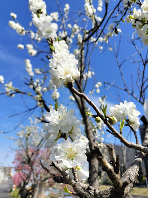 坂川の花桃 사진 2
