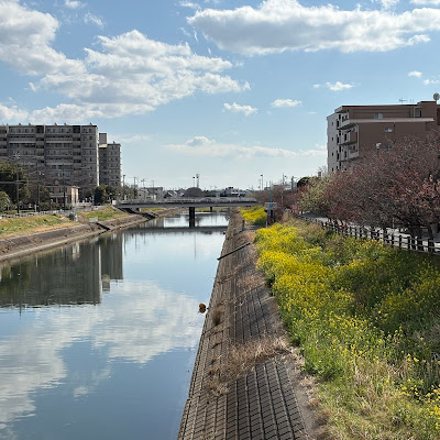 坂川の花桃 사진 3