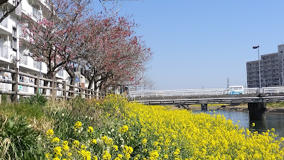 坂川の花桃 사진 4