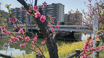 坂川の花桃 사진 5