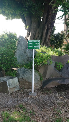 Thousand-Year-Old Itajii Chinkapin Tree 사진 2