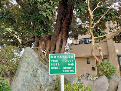Thousand-Year-Old Itajii Chinkapin Tree 사진 3