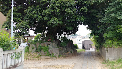 Thousand-Year-Old Itajii Chinkapin Tree 사진 4
