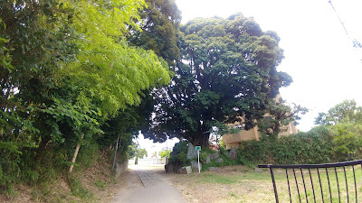 Thousand-Year-Old Itajii Chinkapin Tree 사진 5