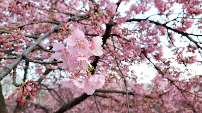 요요기 공원 벚꽃동산 사진 5