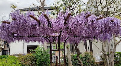 스기노코 공원 사진 3
