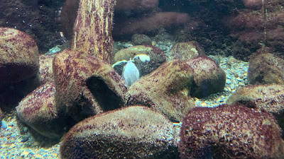 Aquatic Life House 사진 2