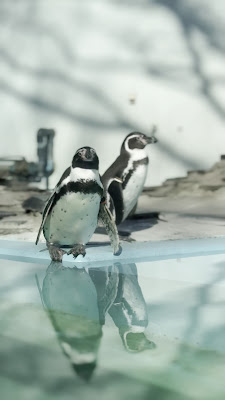 Penguin Flamingo 사진 3