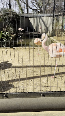 Penguin Flamingo 사진 2