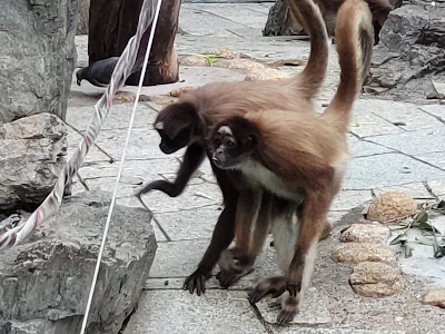 ブラウンケナガクモザル 사진 3