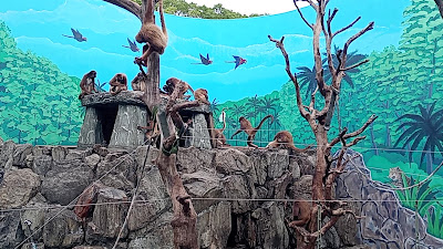 ブラウンケナガクモザル 사진 2