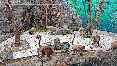 ブラウンケナガクモザル 사진 4