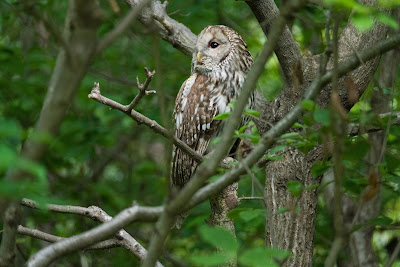 Wildlife Encounter Field 사진 5