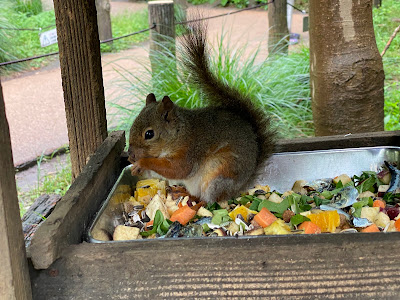 Squirrel Trail 사진 3