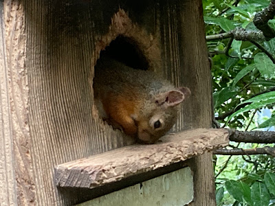 Squirrel Trail 사진 4