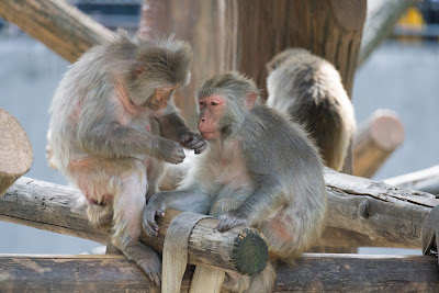 Rhesus macaque 사진 3