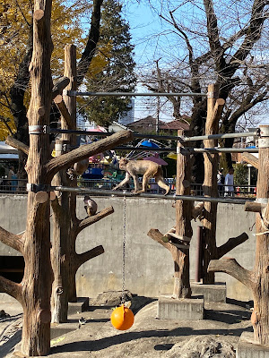 Rhesus macaque 사진 2