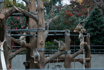 Rhesus macaque 사진 5