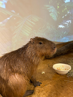 らぶりー・あにもあ 사진 3