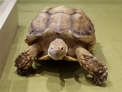 らぶりー・あにもあ 사진 2