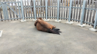 이타바시 어린이 동물원 사진 2