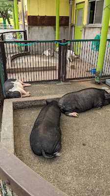 ふれあい動物広場 사진 2