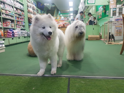 ZOO Yotsuya 사진 4