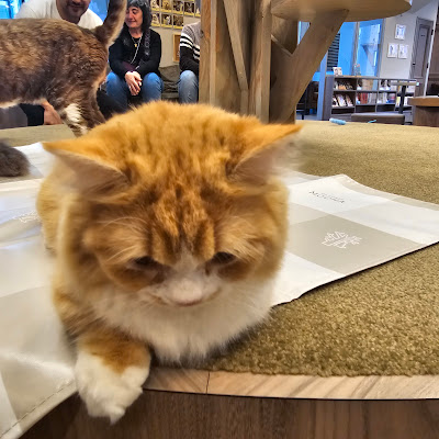 cat cafe Mocha Lounge Shibuya Koen-dori Store 사진 4