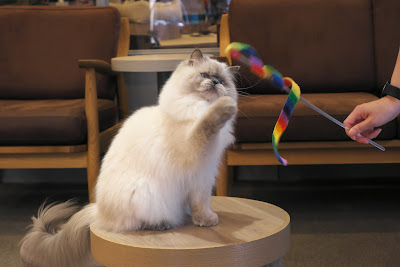 cat cafe Mocha Lounge Shibuya Koen-dori Store 사진 5