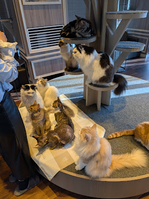 Cat Cafe MOCHA Shibuya Center-gai Store 사진 4
