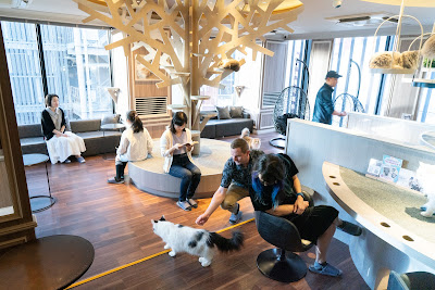 Cat Cafe MOCHA Shibuya Center-gai Store 사진 5