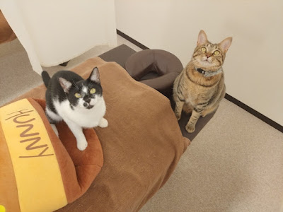 猫カフェ＆ほぐし処 癒し日和 行徳店 사진 4