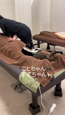 猫カフェ＆ほぐし処 癒し日和 行徳店 사진 2