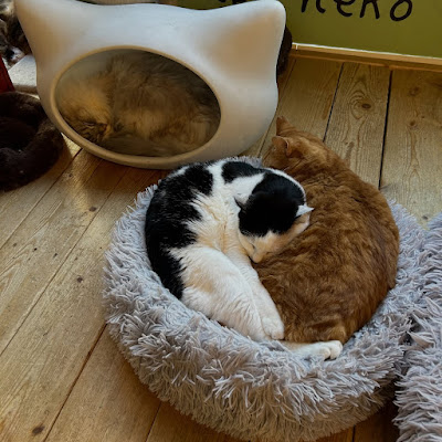 Capy Neko Cafe Kichijoji 사진 3