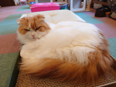 Cat Cafe nyancy 사진 3