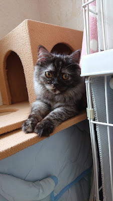 Cat Cafe nyancy 사진 4