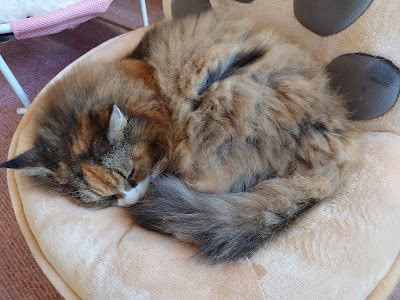 Cat Cafe nyancy 사진 2